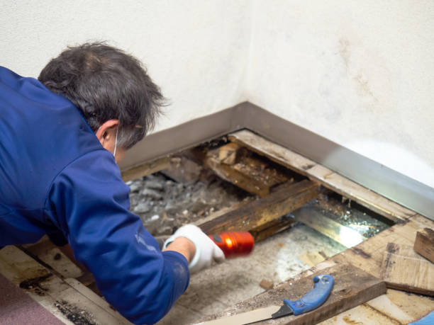 Best Kitchen Mold Remediation in Blue Ridge, AL
