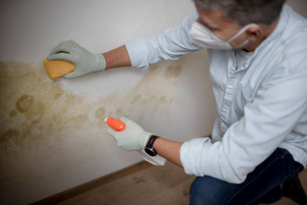 Best Bathroom Mold Remediation in Blue Ridge, AL