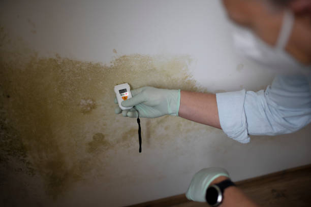 Best Insurance-Related Mold Remediation in Blue Ridge, AL