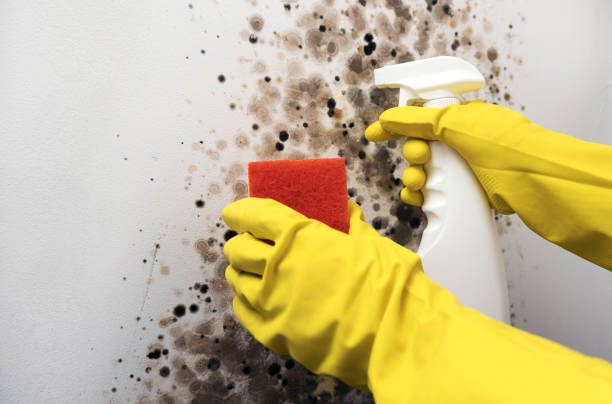 Best Basement Mold Remediation in Blue Ridge, AL