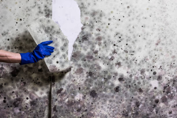 Best Health and Safety Mold Remediation in Blue Ridge, AL