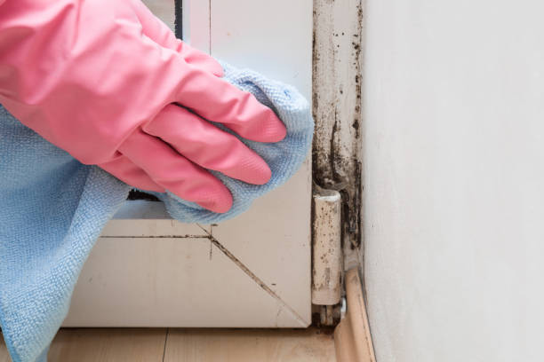 Best Residential Mold Remediation in Blue Ridge, AL