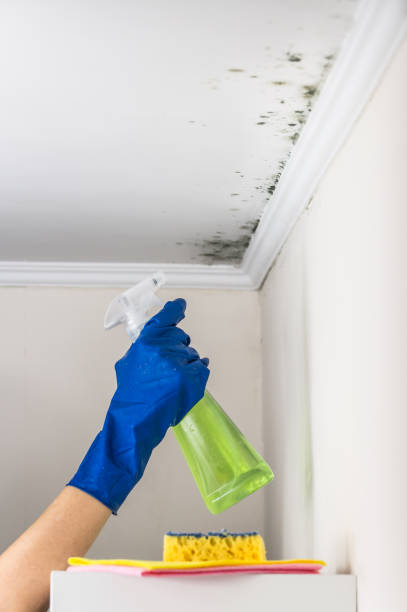 Reliable Blue Ridge, AL Mold Remediation Solutions